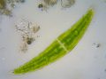 Closterium moniliferum